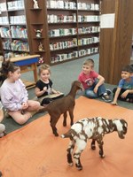 Story time with the goats